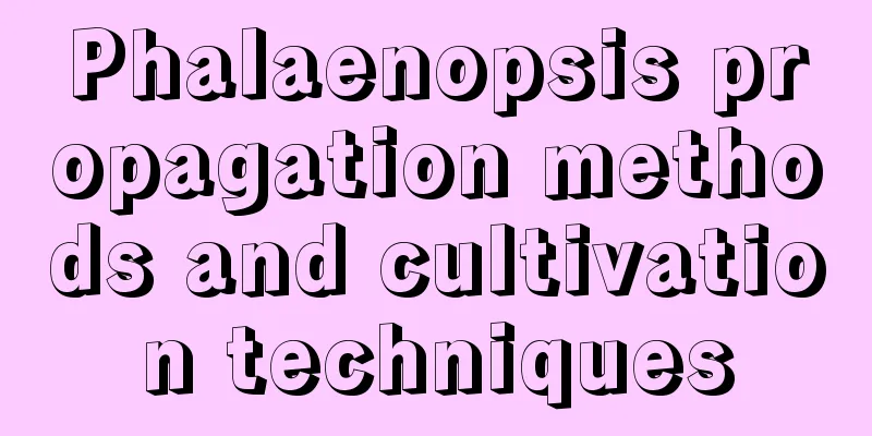 Phalaenopsis propagation methods and cultivation techniques