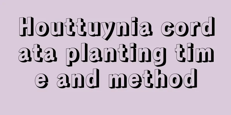 Houttuynia cordata planting time and method