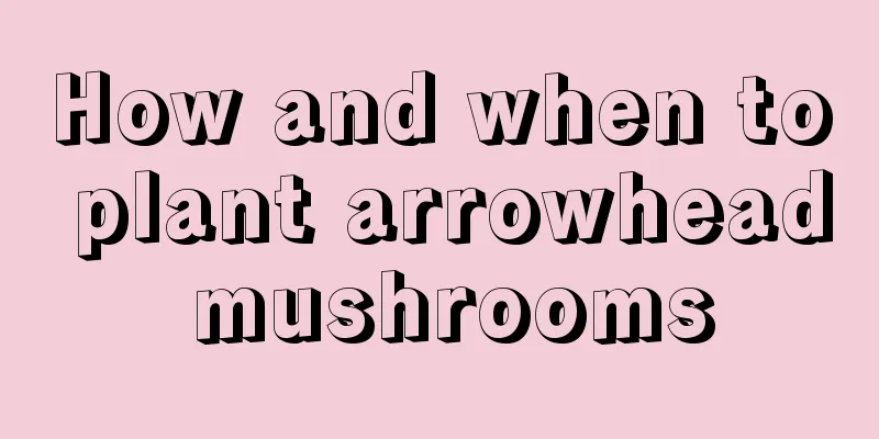 How and when to plant arrowhead mushrooms