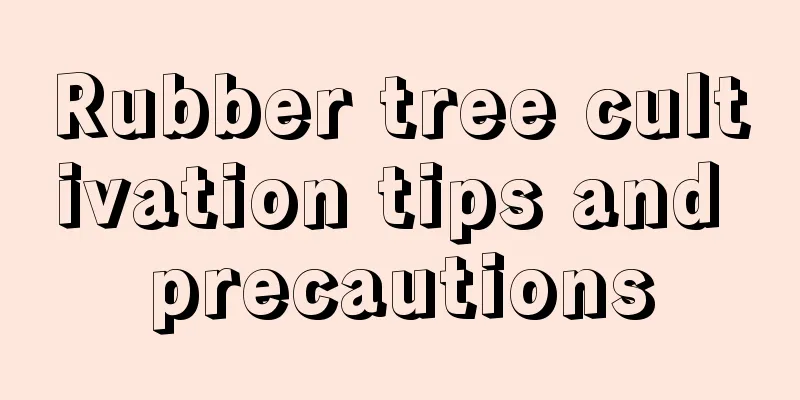 Rubber tree cultivation tips and precautions