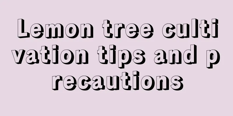 Lemon tree cultivation tips and precautions