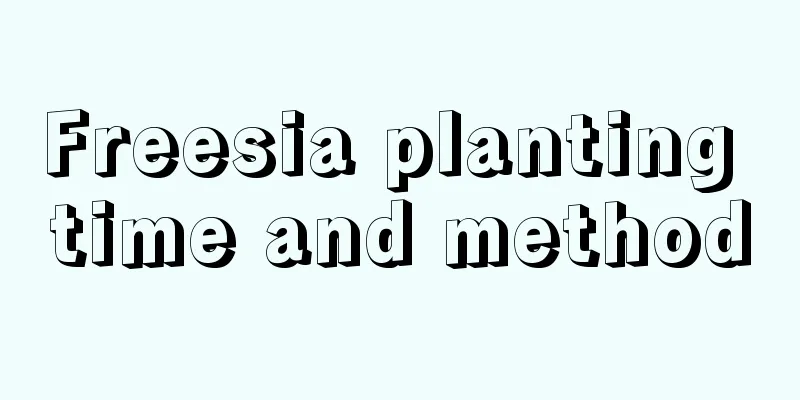 Freesia planting time and method