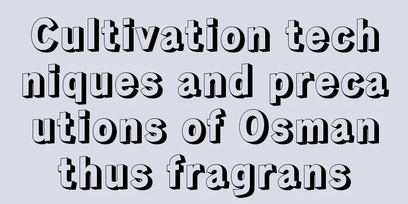 Cultivation techniques and precautions of Osmanthus fragrans