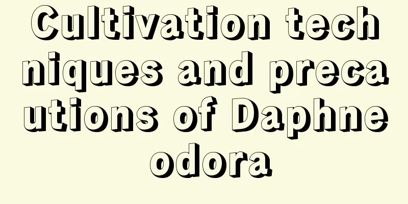 Cultivation techniques and precautions of Daphne odora