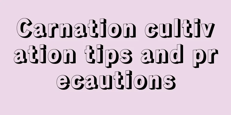 Carnation cultivation tips and precautions