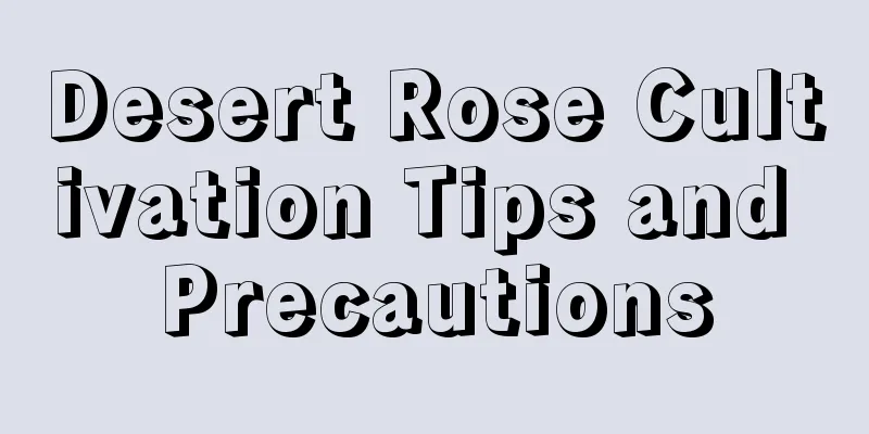 Desert Rose Cultivation Tips and Precautions