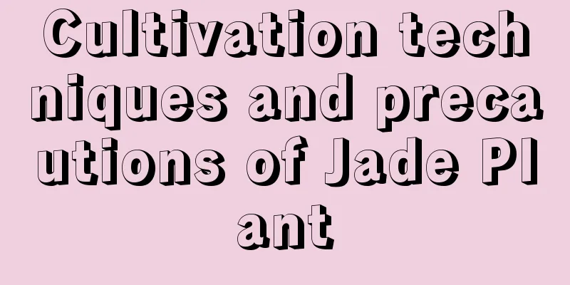 Cultivation techniques and precautions of Jade Plant