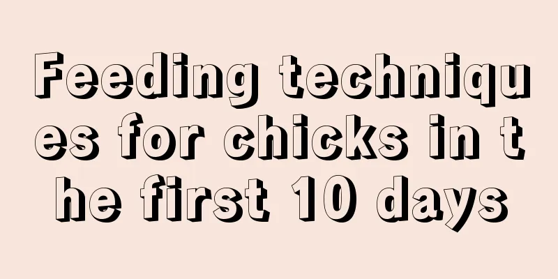 Feeding techniques for chicks in the first 10 days