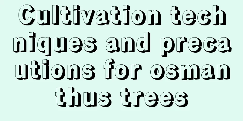 Cultivation techniques and precautions for osmanthus trees