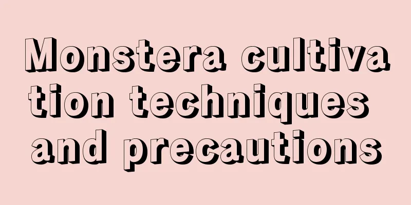 Monstera cultivation techniques and precautions