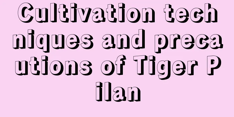 Cultivation techniques and precautions of Tiger Pilan