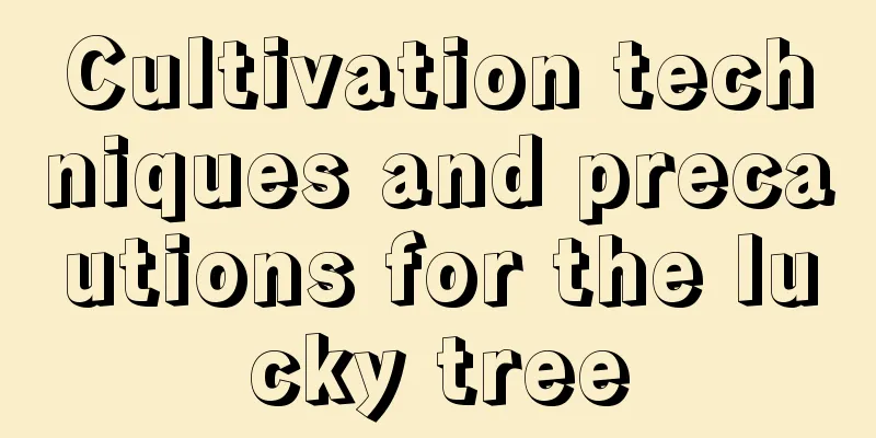 Cultivation techniques and precautions for the lucky tree