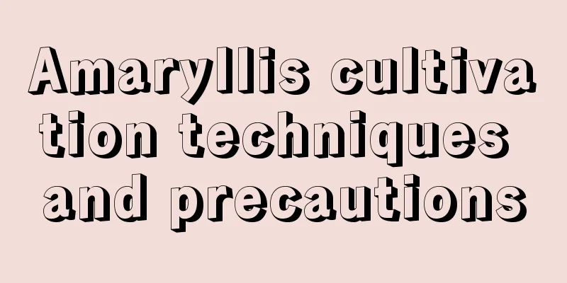 Amaryllis cultivation techniques and precautions