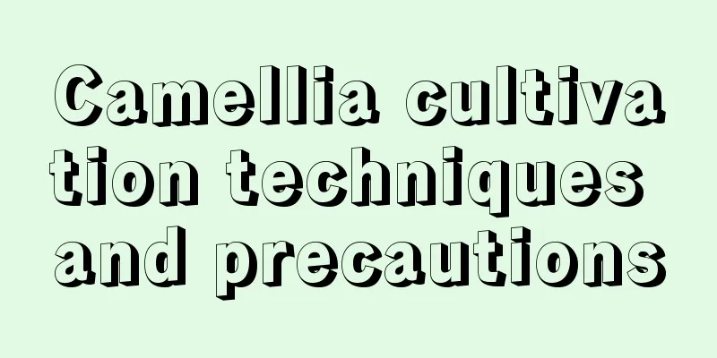 Camellia cultivation techniques and precautions