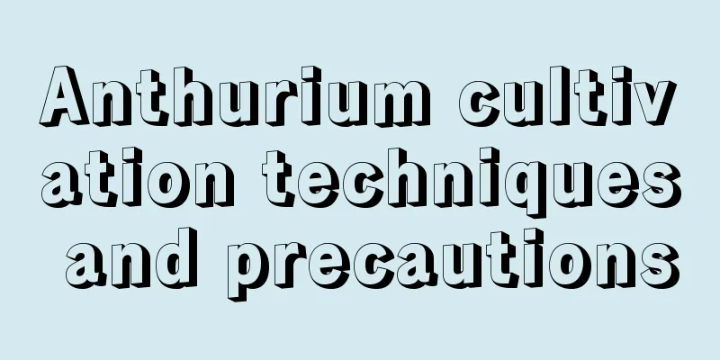 Anthurium cultivation techniques and precautions