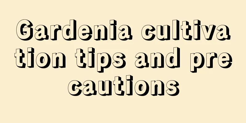 Gardenia cultivation tips and precautions