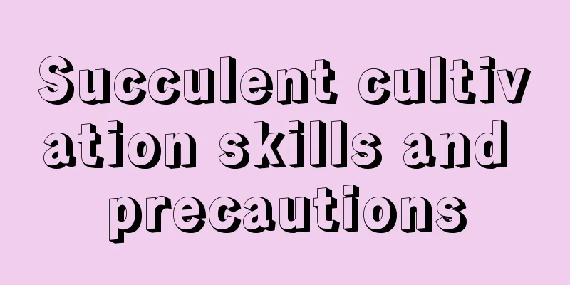 Succulent cultivation skills and precautions