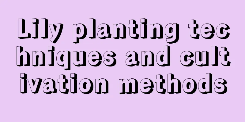 Lily planting techniques and cultivation methods