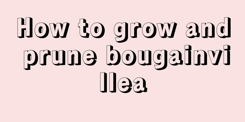 How to grow and prune bougainvillea