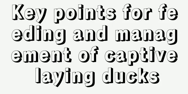 Key points for feeding and management of captive laying ducks