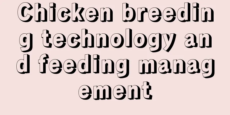 Chicken breeding technology and feeding management