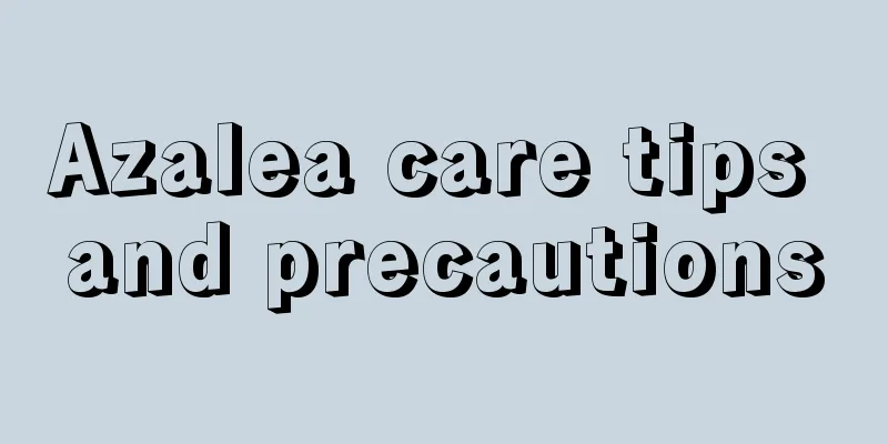 Azalea care tips and precautions