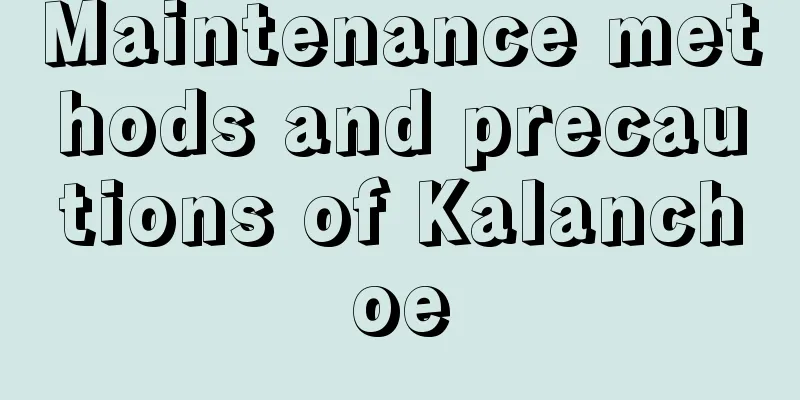 Maintenance methods and precautions of Kalanchoe