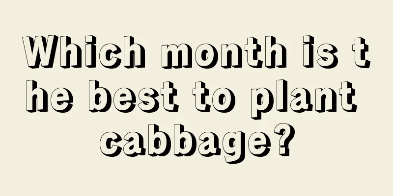 Which month is the best to plant cabbage?