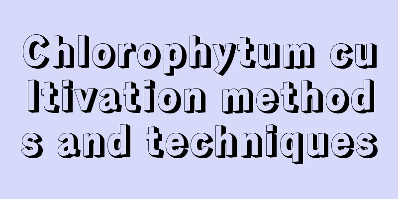 Chlorophytum cultivation methods and techniques