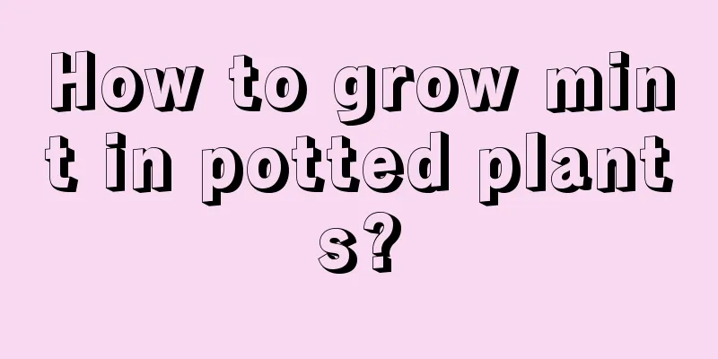 How to grow mint in potted plants?