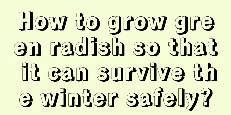 How to grow green radish so that it can survive the winter safely?