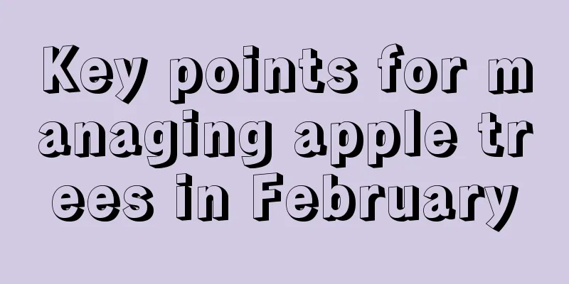 Key points for managing apple trees in February