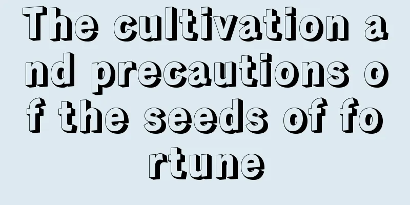 The cultivation and precautions of the seeds of fortune