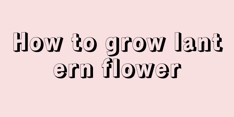 How to grow lantern flower