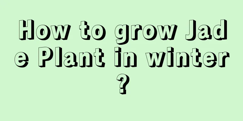 How to grow Jade Plant in winter?