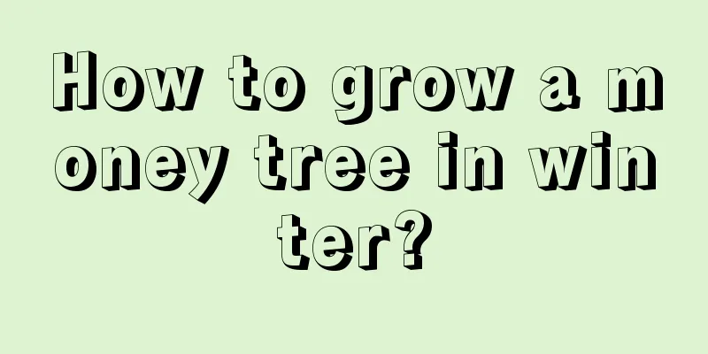 How to grow a money tree in winter?