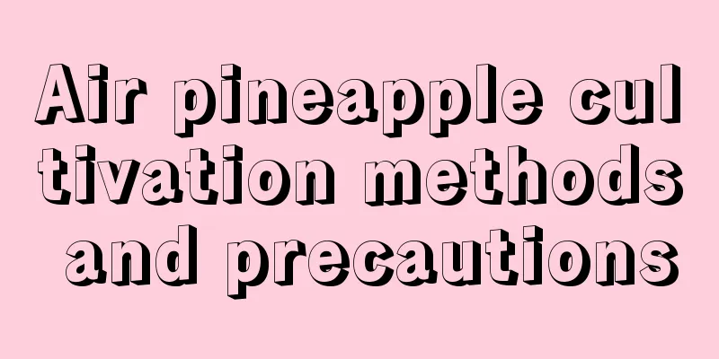 Air pineapple cultivation methods and precautions