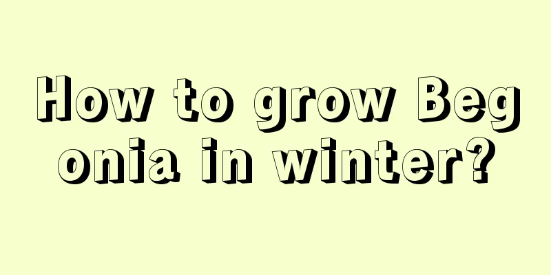 How to grow Begonia in winter?