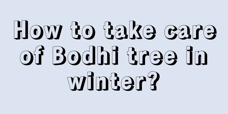 How to take care of Bodhi tree in winter?