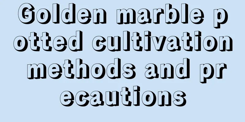 Golden marble potted cultivation methods and precautions