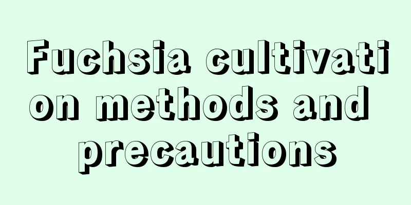 Fuchsia cultivation methods and precautions