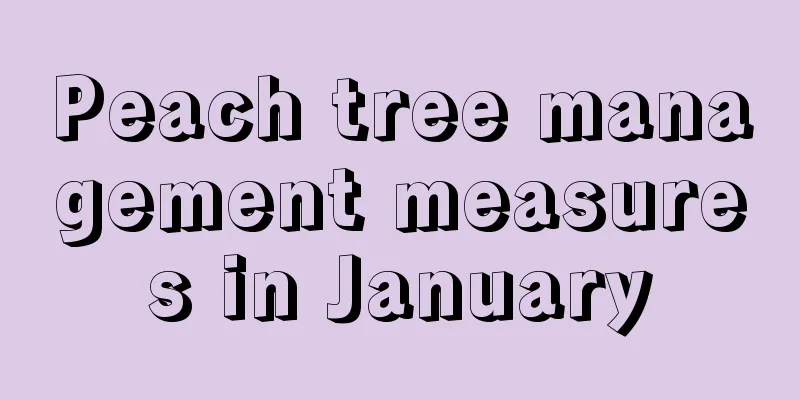 Peach tree management measures in January