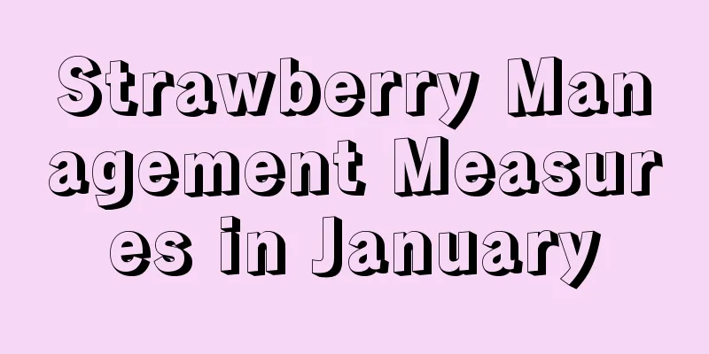 Strawberry Management Measures in January