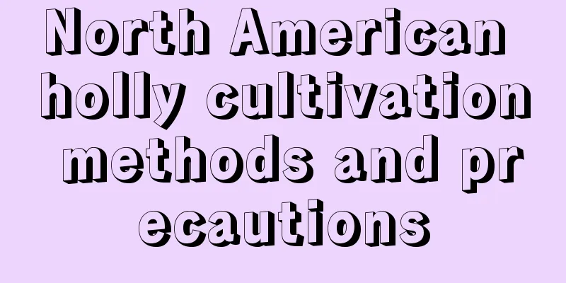 North American holly cultivation methods and precautions