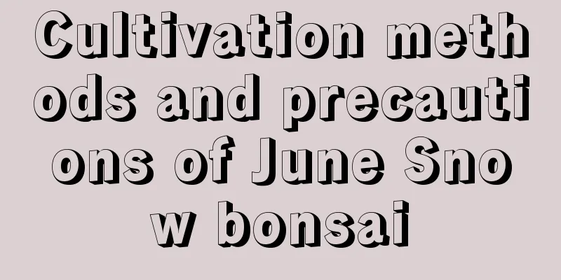 Cultivation methods and precautions of June Snow bonsai