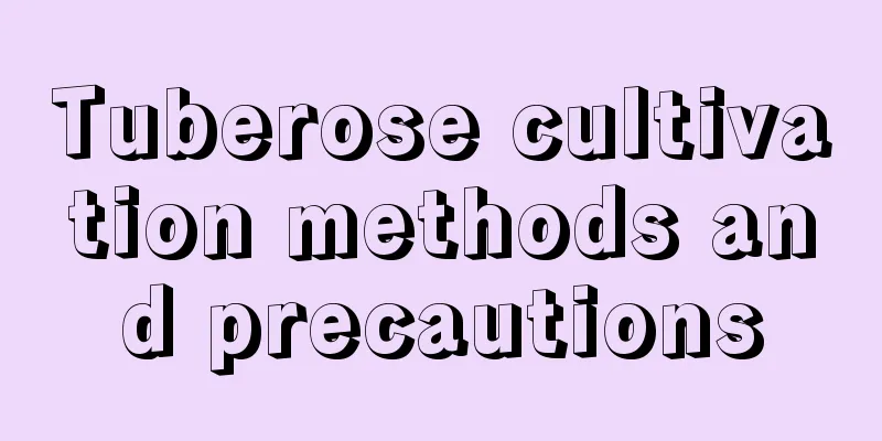 Tuberose cultivation methods and precautions