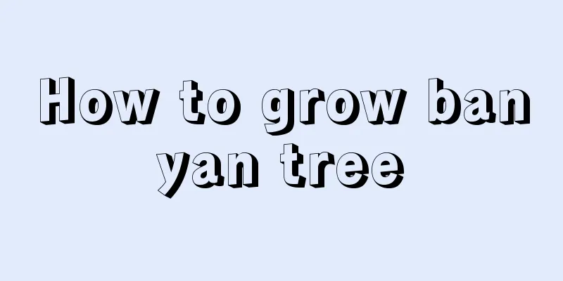 How to grow banyan tree