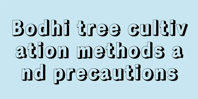 Bodhi tree cultivation methods and precautions