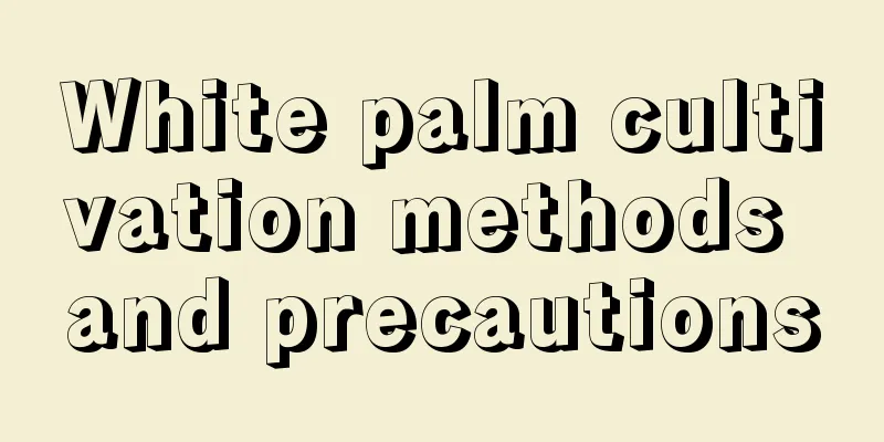 White palm cultivation methods and precautions