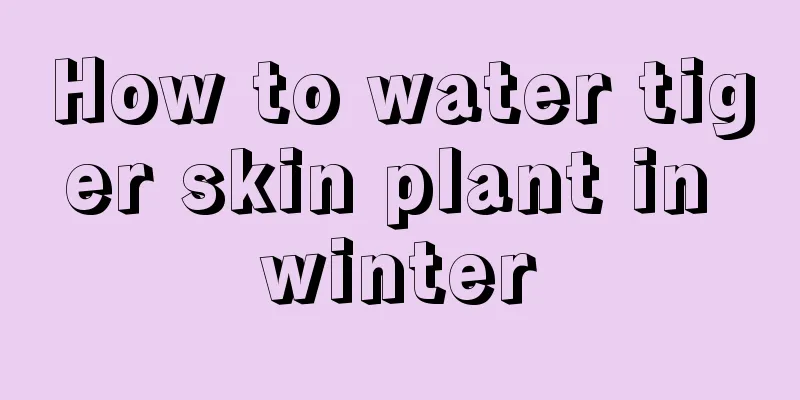 How to water tiger skin plant in winter